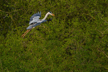 Graureiher (Ardea cinera)