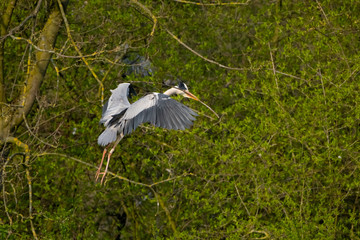 Graureiher (Ardea cinera)