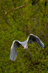 Graureiher (Ardea cinera)