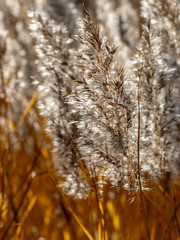 Fototapeta premium abstract picture with common reed in sunlight, suitable for background