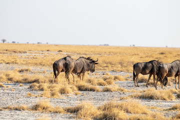 Naklejka na ściany i meble Blue wildebeest in the middle of the African savannah during the dry season at sunset. Tourism in Africa with game drive safari and wild photography. Explorer and adventure, large herbivores in africa
