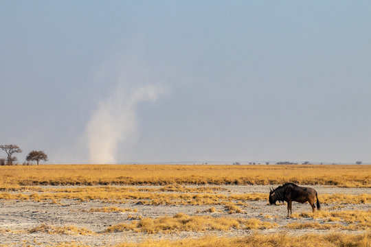 Alone wild blue wildebeest in the African savannah during the dry season with scarcity of water and a whirlwind of dust on the horizon. Africa drought with animals close to death due to global warming