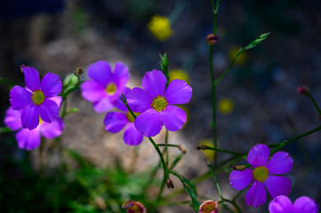 Fototapeta premium Objects