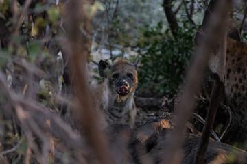 Hyena eats a hippopotamus carcass in the bush during the day. Scavenger animals that devour carcasses dead of animals, hyena spotted during the meal, nature photography in an African safari. Drought