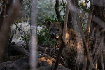 Hyena eats a hippopotamus carcass in the bush during the day. Scavenger animals that devour carcasses dead of animals, hyena spotted during the meal, nature photography in an African safari. Drought