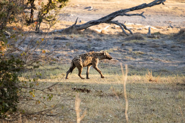 Spotted hyena walks at dawn on the African savannah in Botswana in search of an animal carcass to eat. scavengers in africa