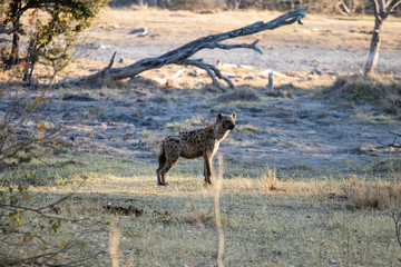 Naklejka na ściany i meble Spotted hyena walks at dawn on the African savannah in Botswana in search of an animal carcass to eat. scavengers in africa