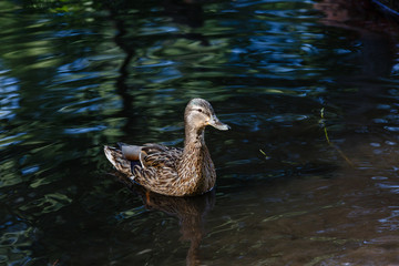 A duck in a pond, with waves on the surface of the water.