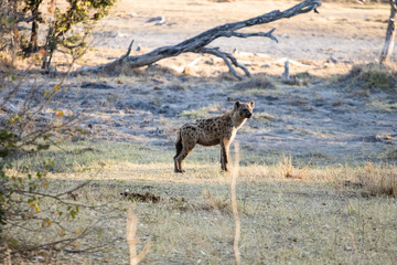 Fototapeta na wymiar Spotted hyena walks at dawn on the African savannah in Botswana in search of an animal carcass to eat. scavengers in africa