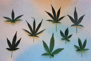 Marijuana leaves leaf on mottled white background