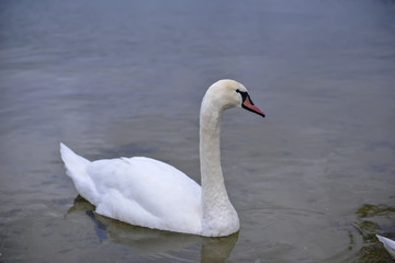 swan on the lake