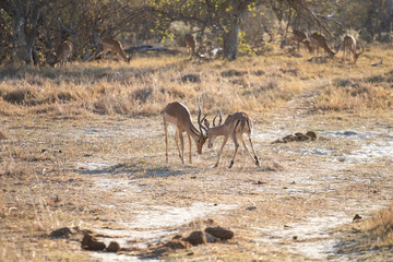 impala antelope males fight for territory and for females. Impala in Africa, the usual prey of leopards and lions fighting in the savannah. dust of fight