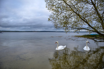 swan on the lake