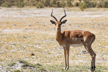 Naklejka na ściany i meble Wild Impala antelope in Africa, the usual prey of leopards and lions in savannah. Impala antelope in Botswana safari game drive
