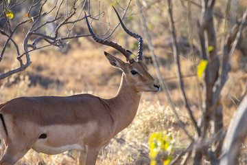 Wild Impala antelope in Africa, the usual prey of leopards and lions in savannah. Impala antelope...