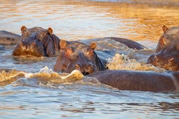 Fototapeta premium family of hippopotamuses is refreshed at the African sunset during the great drought in Botswana in August. On the banks of the okavango, a family of hippos swims in a wet puddle that resist drought