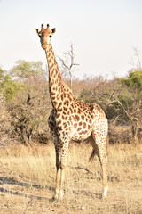 Giraffe in the Sabi Sands Kruger National Park South Africa