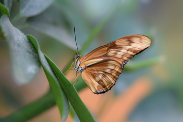 Tropical butterfly, macro close-up