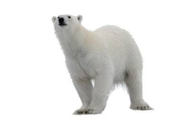 Obraz na płótnie Canvas Polar bear (Ursus maritimus) isolated on white background