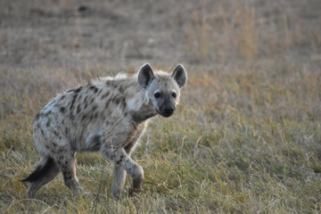 Hyena in the Sabi Sands Kruger National Park South Africa