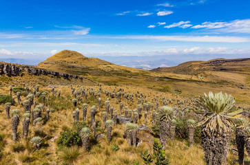 Paramo de Oceta and his Espeletia Frailejones Mongui Boyaca in Colombia South America