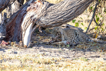 leopard eaing a gazelle impala under a trunk in africa. predatory animals of the African savannah during a safari. tourism in botswana in the moremi game reserve.