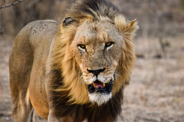 Lion in the Sabi Sands Kruger National Park South Africa