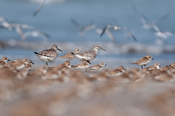 Broadbill Sandpiper Seen at Akshi Coast,Alibaug,Raigad,Maharashtra