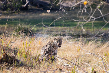Leopard in the African savannah by day, spotted predator feline rests in the African savannah, leopard nature photography catched during game drive safari in botswana. Moremi game reserve animals