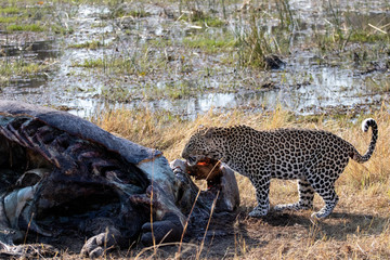 Leopard in africa devours a hippopotamus carcass near a river dried by the dry season. Wild Leopard, sighting during a game drive. Naturalistic photos. spotted predator