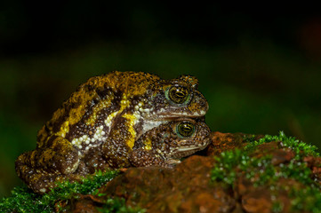 Amboli Toad Mating  seen at Amboli,Sindhudurga,Maharashtra,India