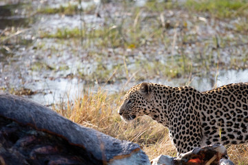 Leopard in africa devours a hippopotamus carcass near a river dried by the dry season. Wild Leopard, sighting during a game drive. Naturalistic photos. spotted predator