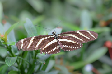 Tropical butterfly, macro close-up
