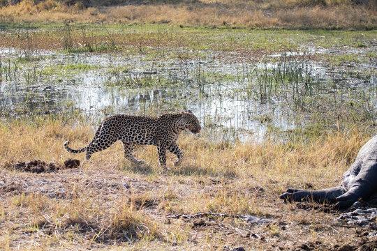 Leopard in africa devours a hippopotamus carcass near a river dried by the dry season. Wild Leopard, sighting during a game drive. Naturalistic photos. spotted predator