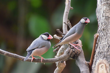 Tropical birds on a branch