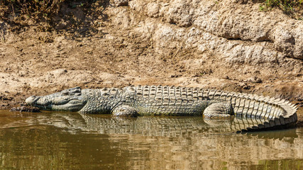 Big Crocodile relaxing at the beach