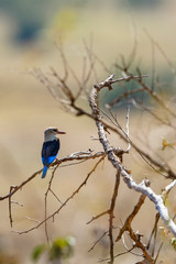 Grey-headed kingfisher on a tree branch in Africa