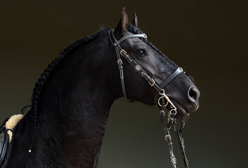 Black Friesian horse portrait in a dark stable 