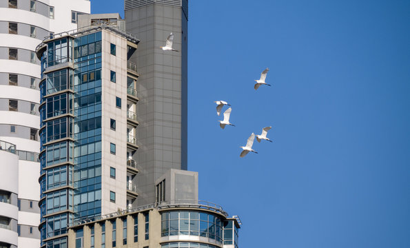 Rascacielos de Puerto Madero uno de los barrios m&aacute;s nuevos y exclusivos de la ciudad de Buenos Aires. 