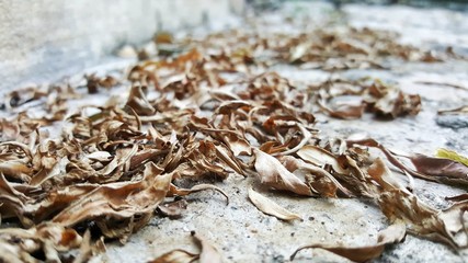 group of dried leaf on floor. dried leaves background.