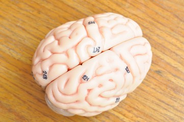 human brain anatomy model