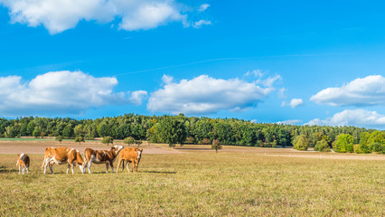 German cows in the countryside
