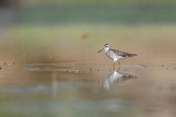 Wood Sandpiper near Waterbody at Bera,Rajasthan,India