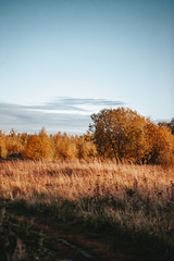 Fototapeta na wymiar autumn trees and blue sky