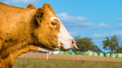  German cows in the countryside