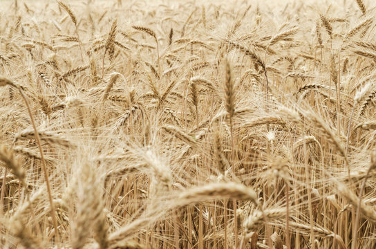 New crop in a wheat field