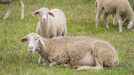 Naklejka premium Flock of sheep on a meadow