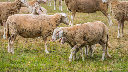 Naklejka na ściany i meble Flock of sheep on a meadow