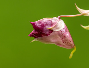 pink flower bud of himalayan balsam