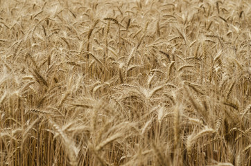 Many ripe spikelets of wheat on the field